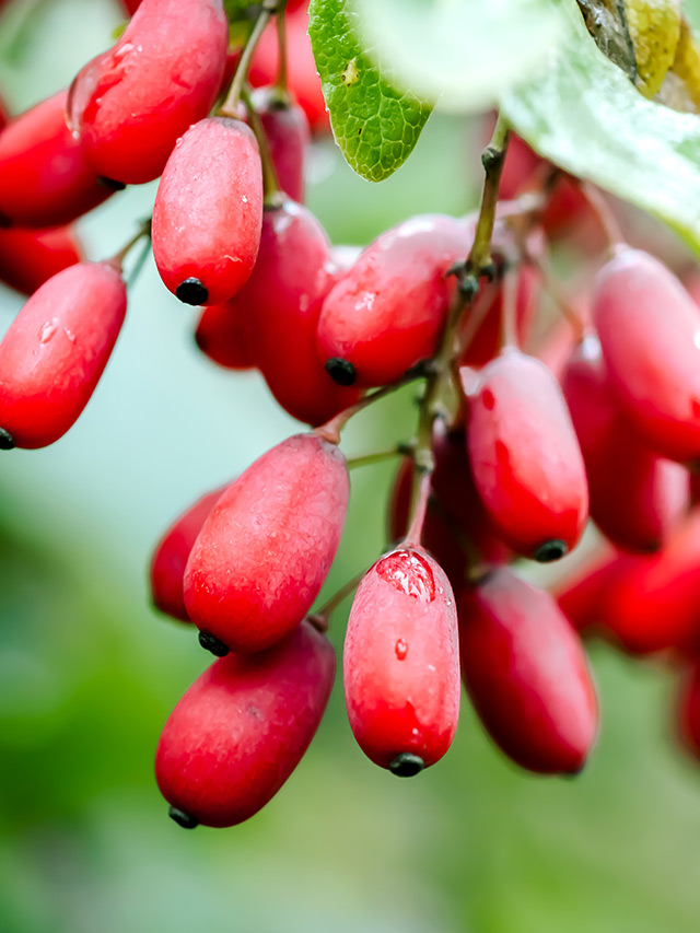 Discover miracles of berberine for diabetes