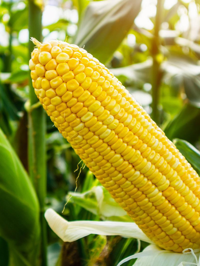 The Sweet Truth: Why Sweet Corn is Good for Diabetes​